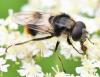 Cheilosia illustrata